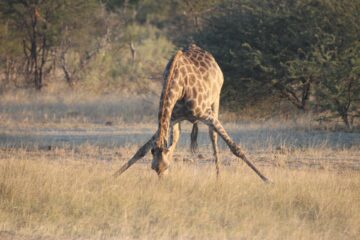 not-sure-why-zebra-it's-a-giraffe